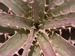 Puya densiflora