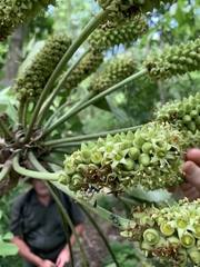 Cussonia zuluensis