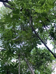 Cussonia zuluensis