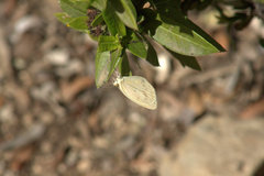 Eurema daira