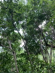 Cussonia zuluensis