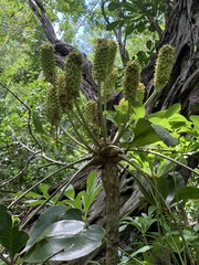 Cussonia zuluensis