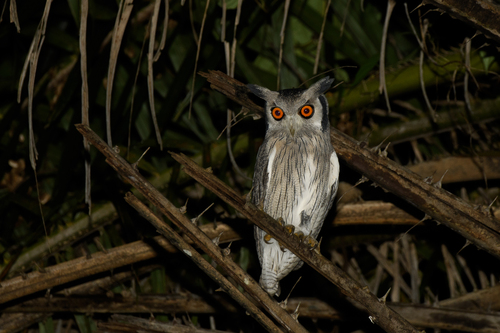 Northern White-faced Owl
