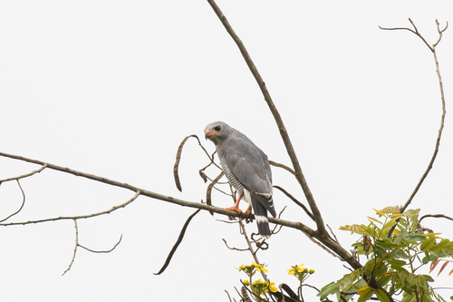 Northern Lizard Buzzard