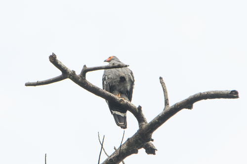 West African Harrier-Hawk