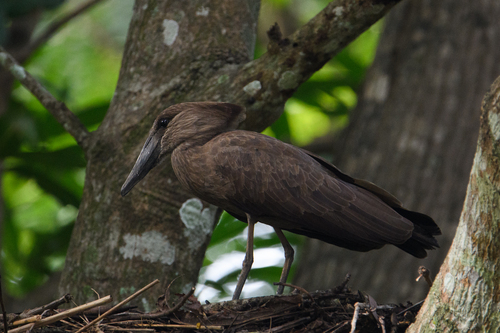 Hamerkop