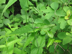 Melanoplus viridipes