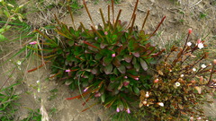 Epilobium crassum