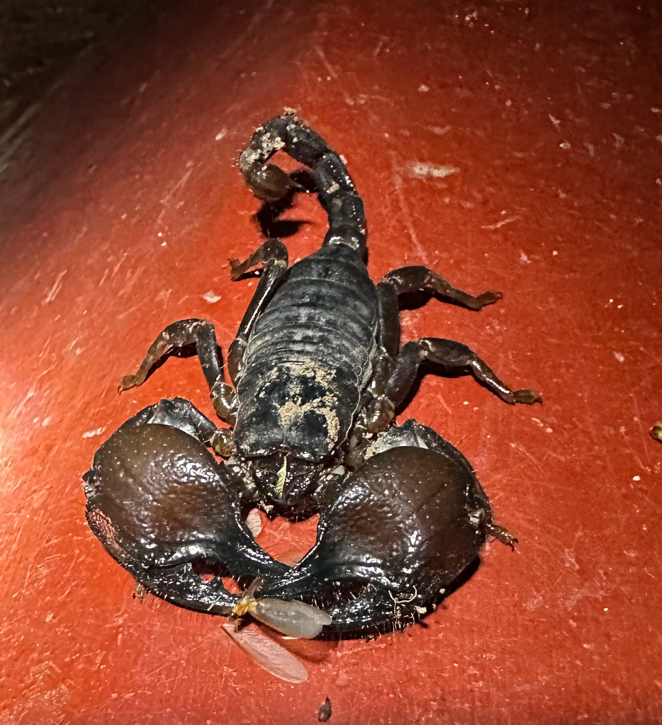Tanzanian Red Clawed Scorpion from Iringa, TZ on December 26, 2025 at