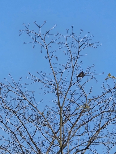 Crested Myna