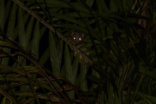 African Palm-civet