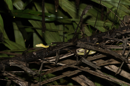 Western Green Mamba