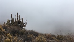 Corryocactus brevistylus