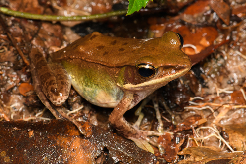 Lesser White-Lipped Frog