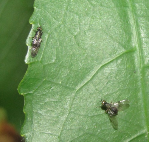 Dysbiota peregrina photo 4