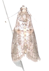 Acrobasis palliolella