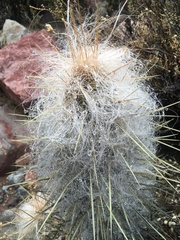 Oreocereus leucotrichus