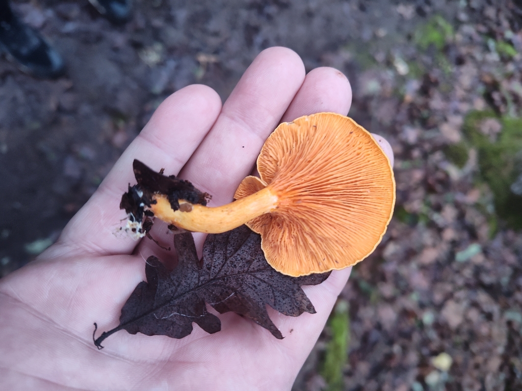 Hygrophoropsis aurantiaca · December 2025 · photo: © stillandrew (iNaturalist, cc-by)