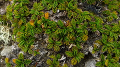 Anisotome imbricata prostrata