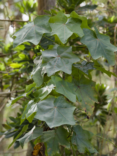 Kokia drynarioides observed 2025-12-25