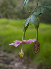 Passiflora tarminiana, recorded flowering