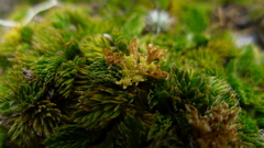 Anisotome imbricata prostrata