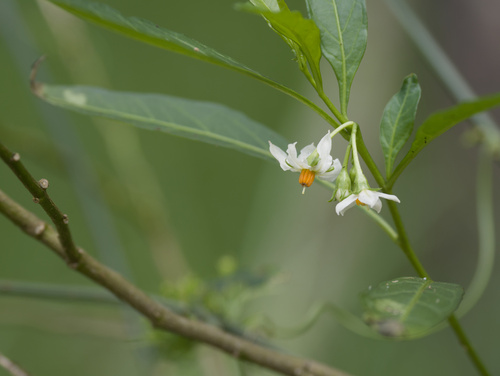 Solanum pseudocapsicum observed 2025-12-25