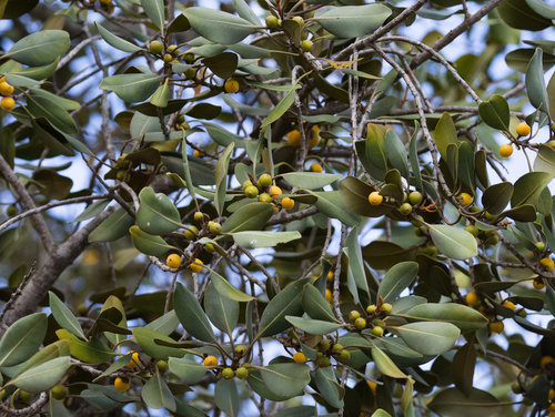 Ficus rubiginosa observed 2025-12-25