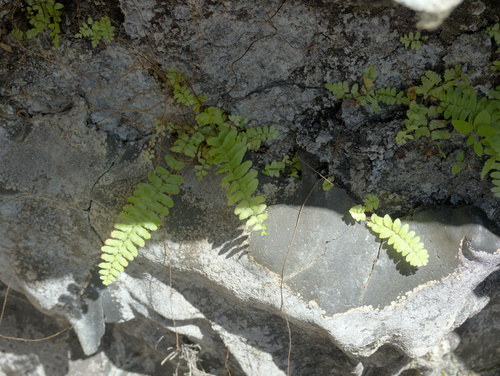 Nephrolepis brownii observed 2025-12-25