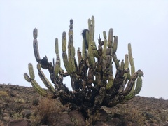 Corryocactus brevistylus