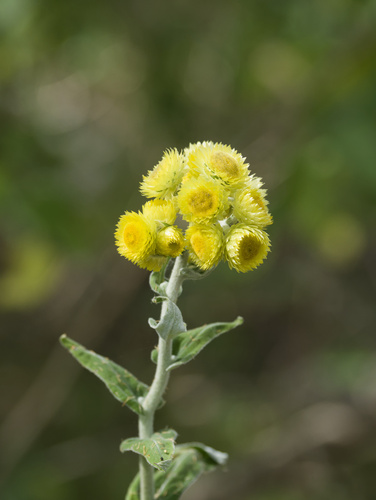 Helichrysum foetidum observed 2025-12-25