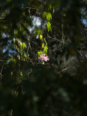 Passiflora tarminiana, recorded flowering