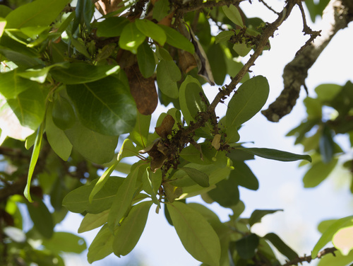 Myrsine lanaiensis observed 2025-12-25