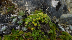 Veronica pulvinaris