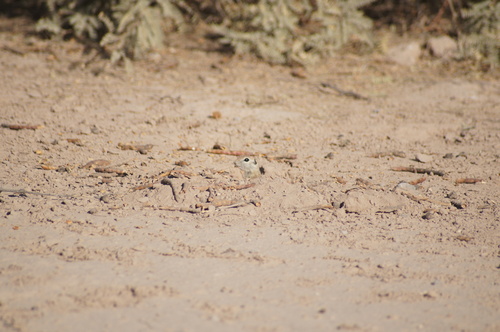 Ardilla de tierra punteada observed by memorodriguez