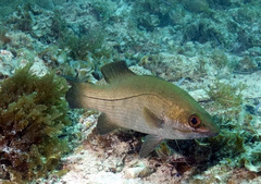 Psammoperca datnioides