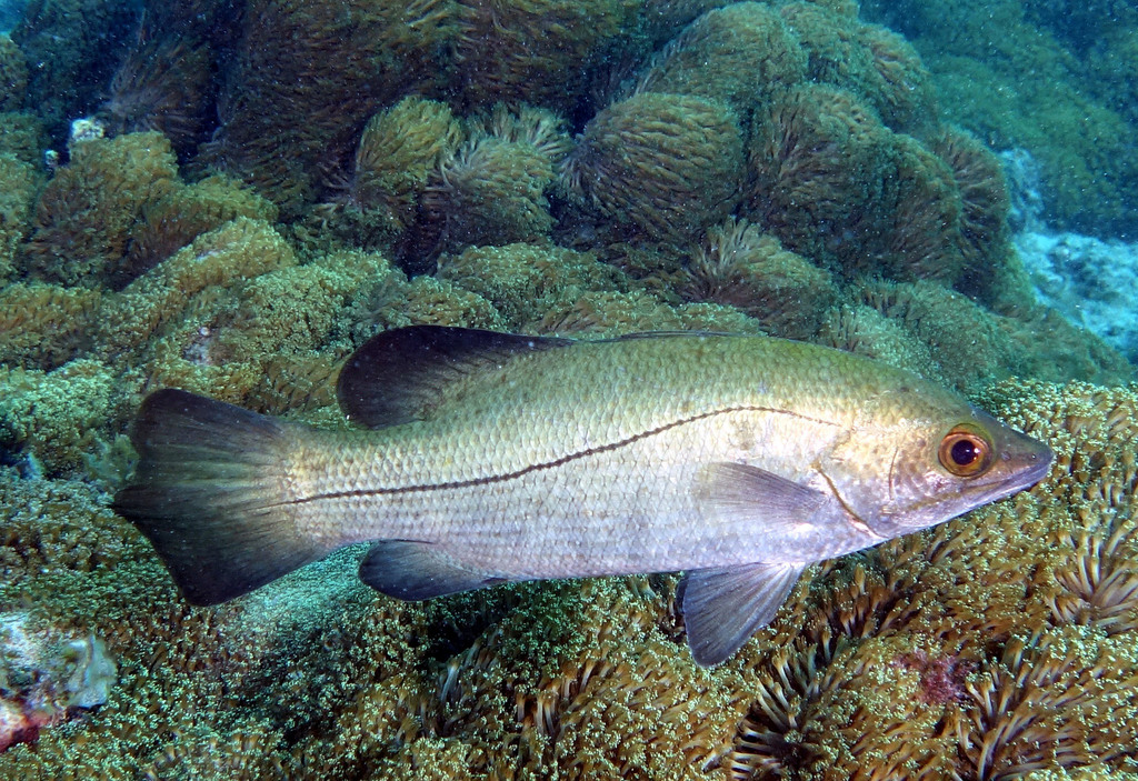 Waigeu Sea Perch