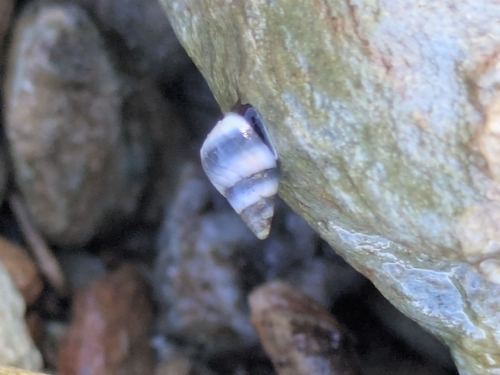 Austrolittorina antipodum