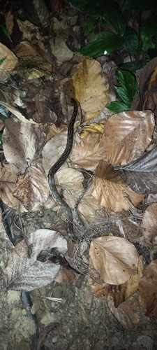 Andaman Keelback