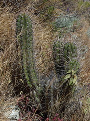 Trichocereus cuzcoensis