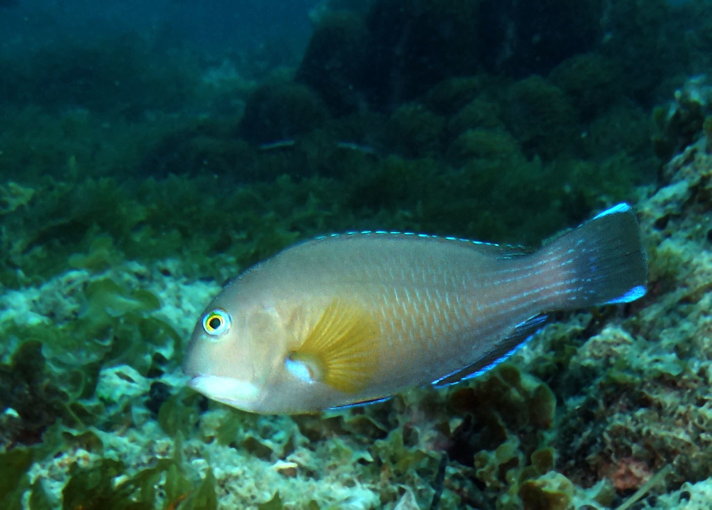 Baldchin groper (Choerodon rubescens) — Labridae