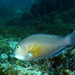 Choerodon rubescens - Photo (c) Marine Explorer (Dr John Turnbull)，保留部份權利CC BY-NC-SA