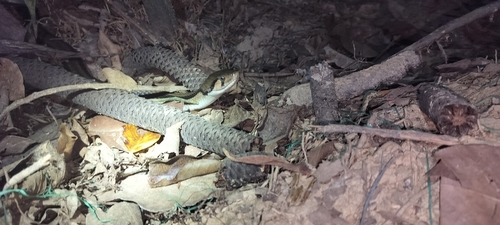 Andaman Keelback