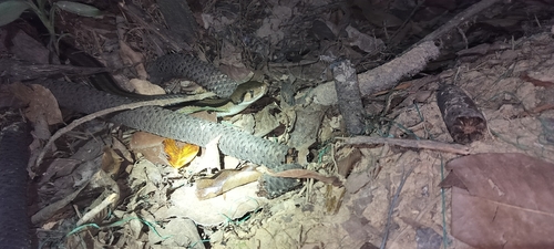 Andaman Keelback
