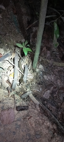 Andaman Keelback