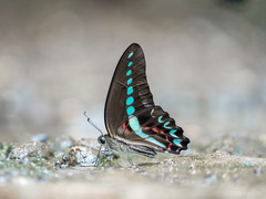 Graphium milon