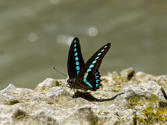 Graphium milon