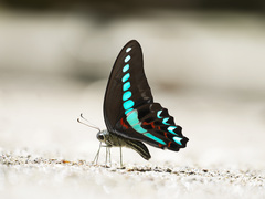 Graphium milon