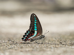 Graphium milon