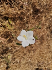 Hibiscus hirtus